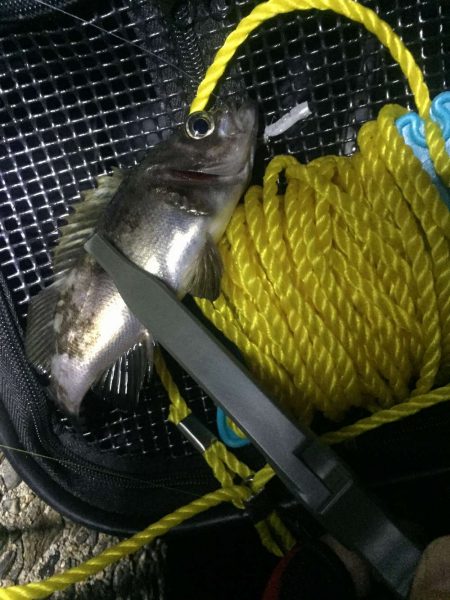 チビメバルとロリメバルとグーフー