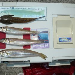 洲本港で良型キス狙い