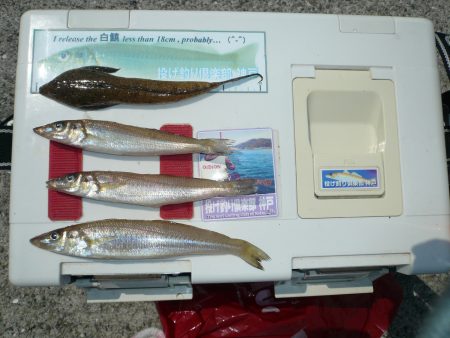 洲本港で良型キス狙い