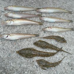 津名港でキス狙い