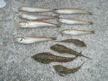 津名港でキス狙い