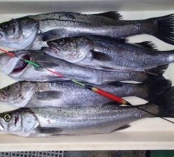 のほほんはあきません。南港でエビ撒き釣り