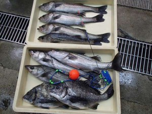 エビ撒き釣り 楽しめました(^^)