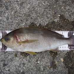 小浦一文字で良型イサギ