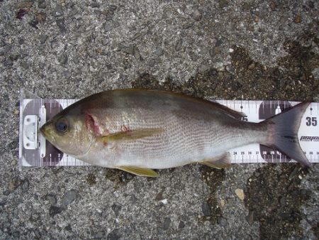 小浦一文字で良型イサギ