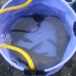 アミパターンをドリフトで攻略