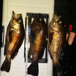 爆風だけどメバル活性高い!