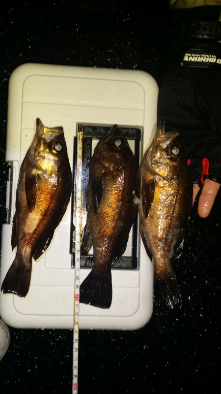 爆風だけどメバル活性高い！