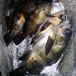 目の前に潮目が…