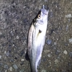 メバルを食べてから再度リベンジ