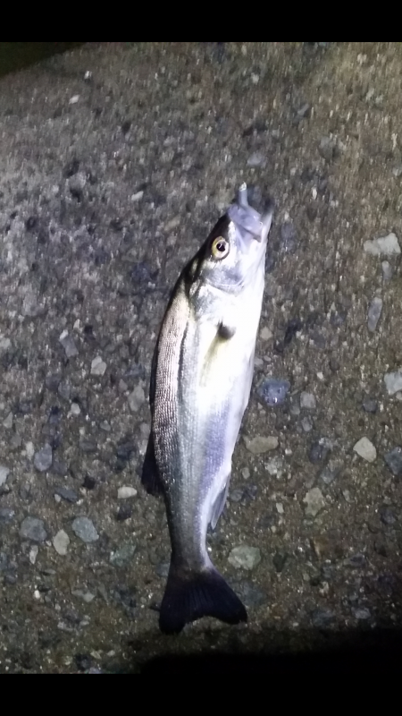 メバルを食べてから再度リベンジ