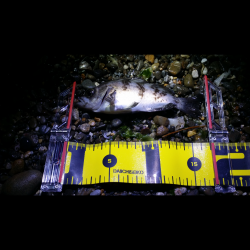 泉南エリア激シャロー探し　チビメバルしかいない。