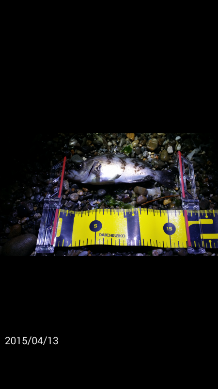 泉南エリア激シャロー探し　チビメバルしかい…