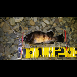 泉南エリアメバリング