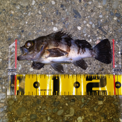 泉南エリアメバリング