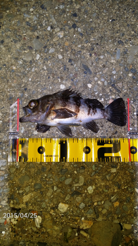 泉南エリアメバリング