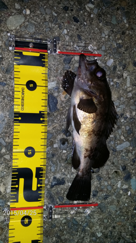 岬周辺メバリング