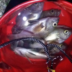 泉南エリアメバル22時爆釣!!!