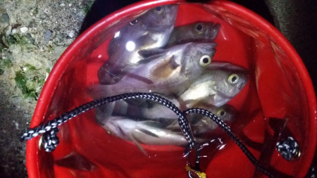 泉南エリアメバル22時爆釣!!!