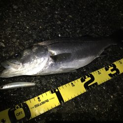 ナイトシーバス♪