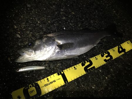 ナイトシーバス♪