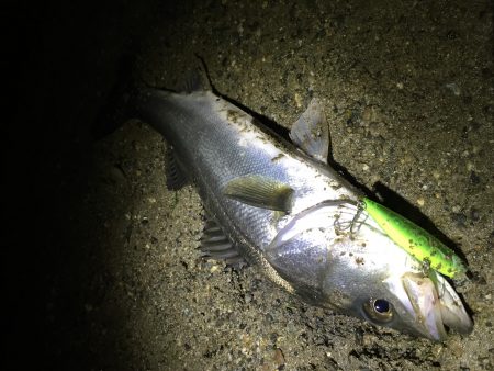 ナイトシーバス♪