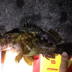 Mebaring 雨上がり