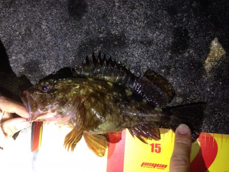 Mebaring 雨上がり