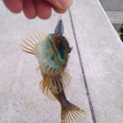 メバルはメバルw