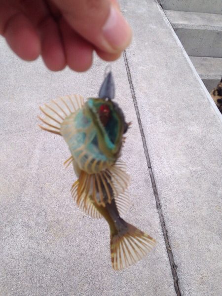 メバルはメバルw