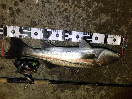 寒い…オマケに雨まで…