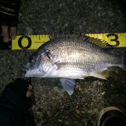 シーバス不在でチニング！