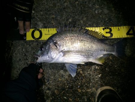 シーバス不在でチニング！