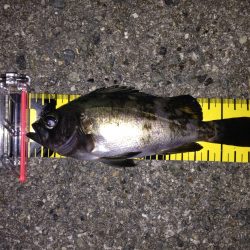 雨の合間のメバリング