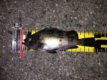 雨の合間のメバリング