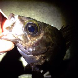 釣れなくても楽しいメバリング