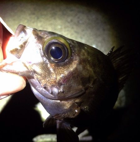 釣れなくても楽しいメバリング