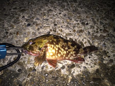 麗しのガシラ殿