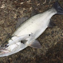 イワシつきヒラセイゴ
