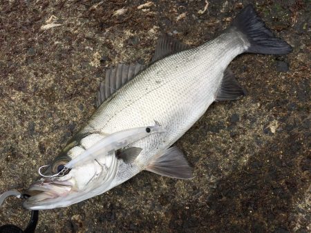 イワシつきヒラセイゴ