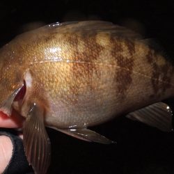 雨の中のメバリング