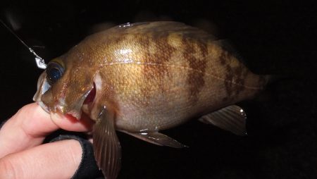 雨の中のメバリング