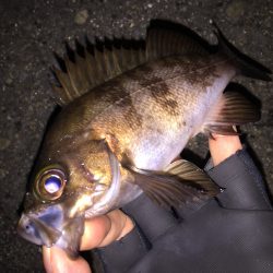 短時間メバリング釣行