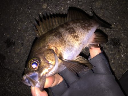 短時間メバリング釣行