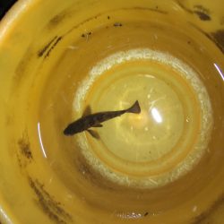 ウキ釣り 活性ひくい。