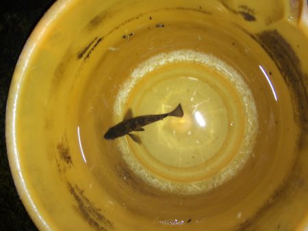 ウキ釣り 活性ひくい。