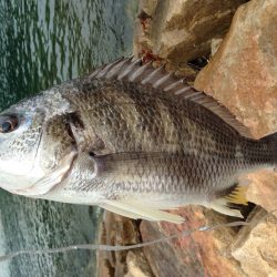 ぶっ込みでキビレ44cm