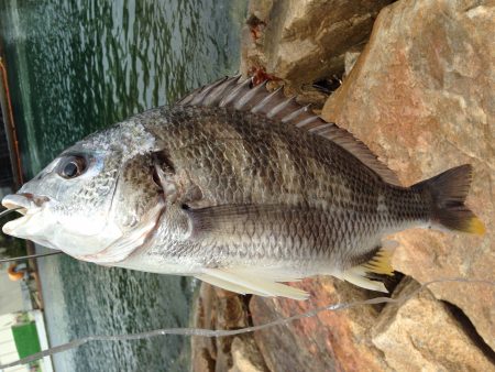 ぶっ込みでキビレ44cm