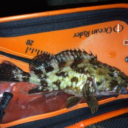 アジングのはずが