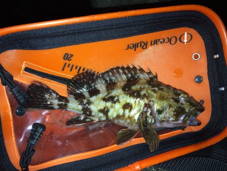 アジングのはずが